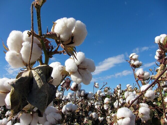 Farm to closet clothing: The benefits of choosing cotton