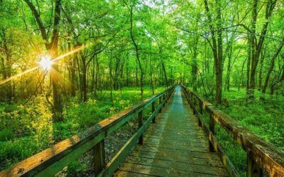 Think you have the smarts to score 100% on forestry quiz?