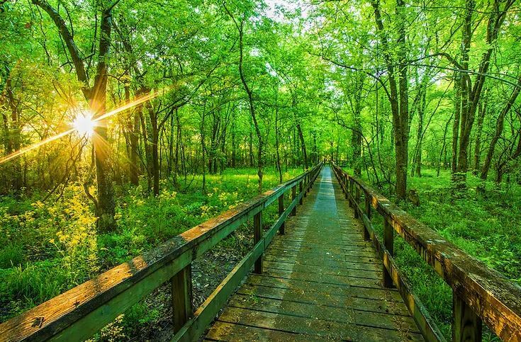 Think you have the smarts to score 100% on forestry quiz?